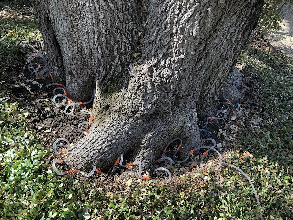 Detailed Tree Cabling and Bracing job site in Redmon